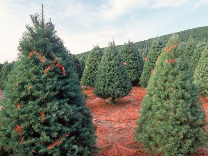 Cómo evitar gastar más dinero en un árbol de Navidad 