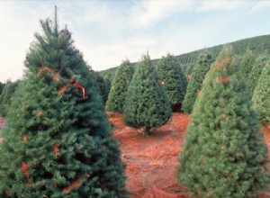 Cómo ahorrar en tu árbol de Navidad ante la escasez de este año