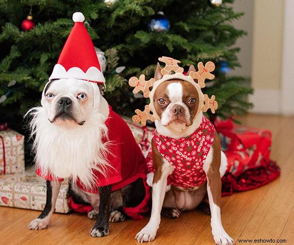 ¡Puurfecto! Su guía definitiva de regalos para mascotas de un especialista en comportamiento animal 