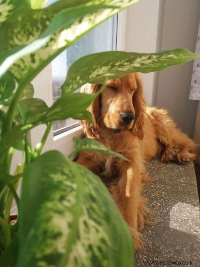 Plantas de interior comunes que son tóxicas para sus mascotas 