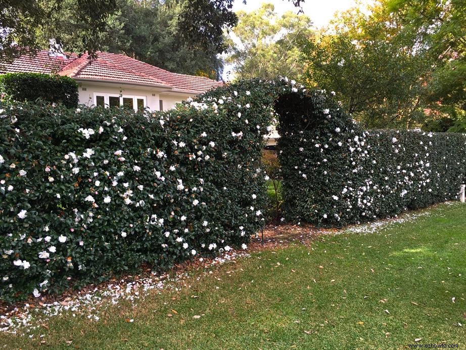 Crear privacidad al aire libre con plantas y setos de protección 