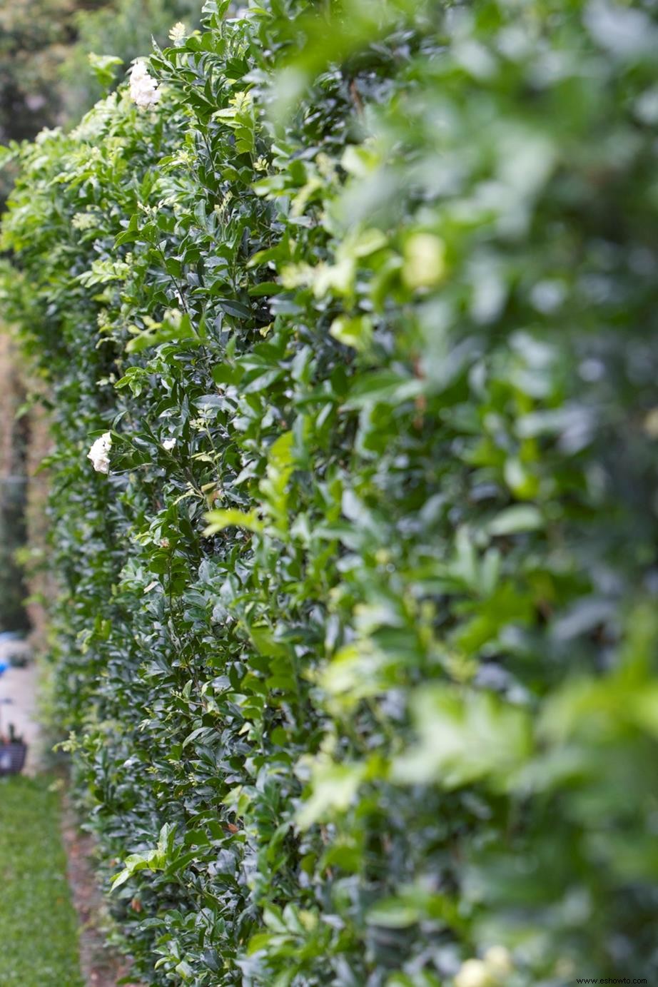 Crear privacidad al aire libre con plantas y setos de protección 