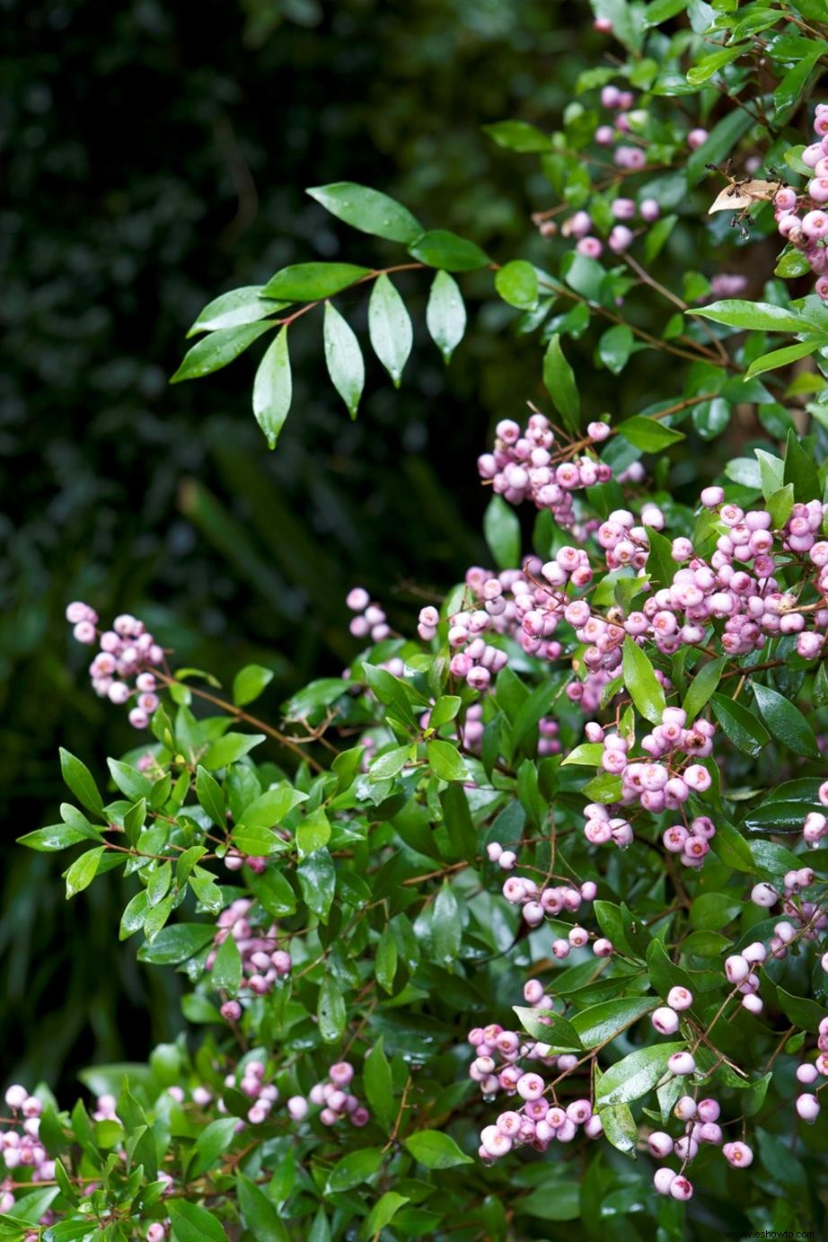 Crear privacidad al aire libre con plantas y setos de protección 