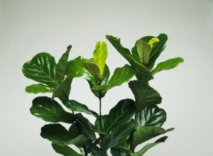 Guía experta para cuidar la higuera de hoja de violín (Ficus lyrata)