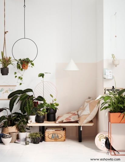 La planta de interior perfecta para combinar con el estilo de decoración de su hogar 