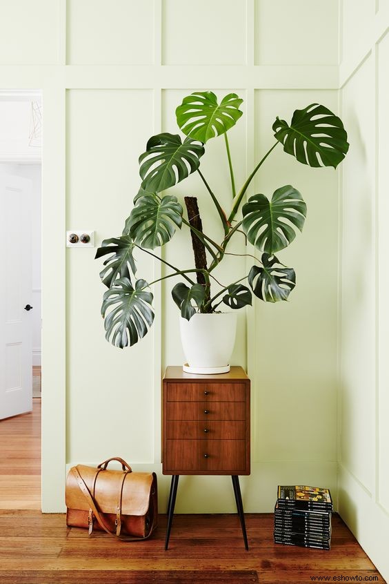 La planta de interior perfecta para combinar con el estilo de decoración de su hogar 