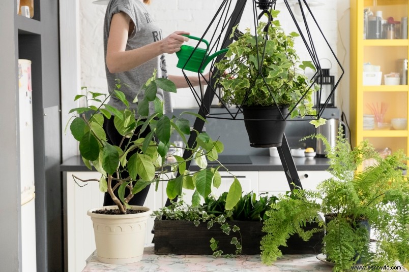 El polvo podría estar matando las plantas de su casa, pero así es como puede salvarlas 