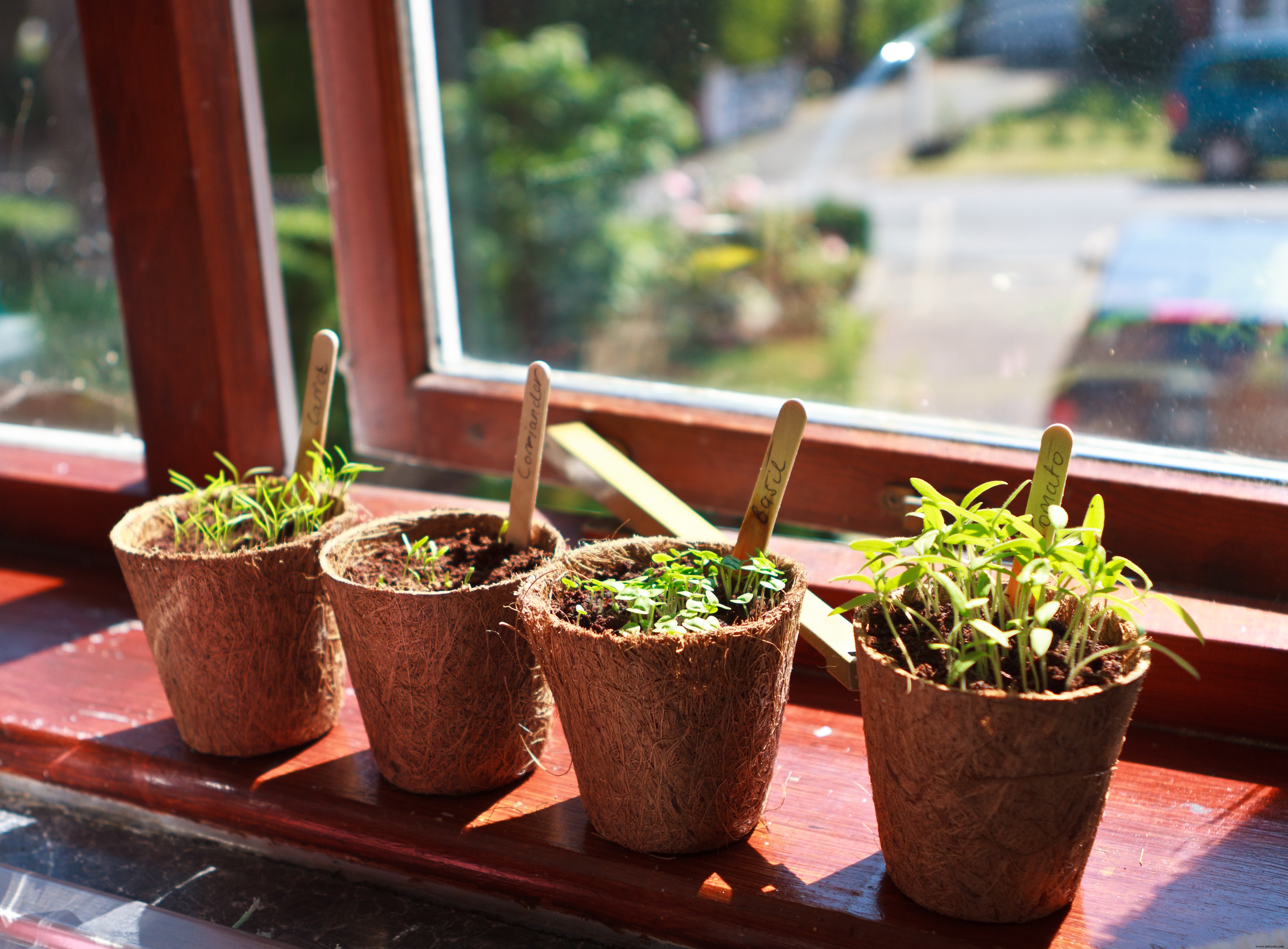 Las mejores hierbas para cultivar en interiores y darle un poco de verde a su cocina 