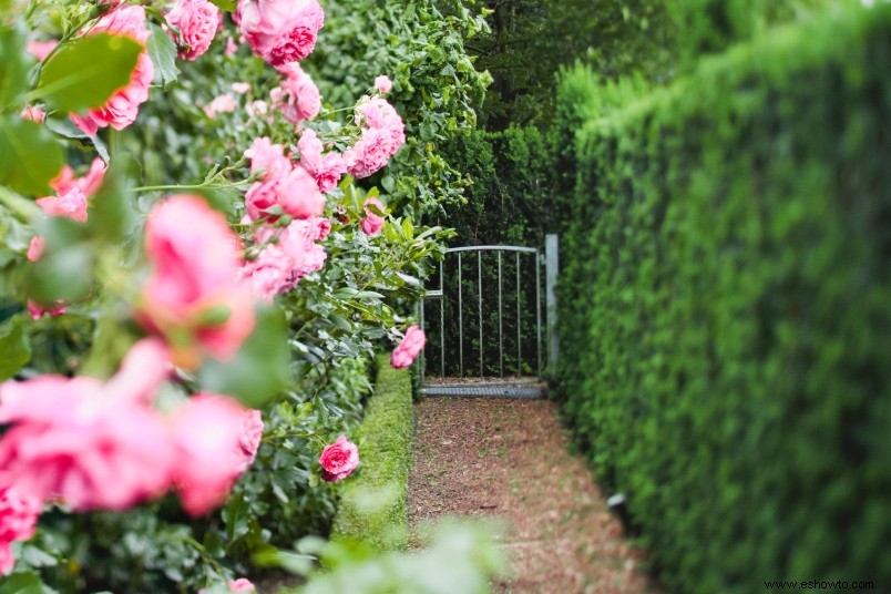 Las 5 mejores plantas para crear un seto para darle privacidad a su patio trasero 