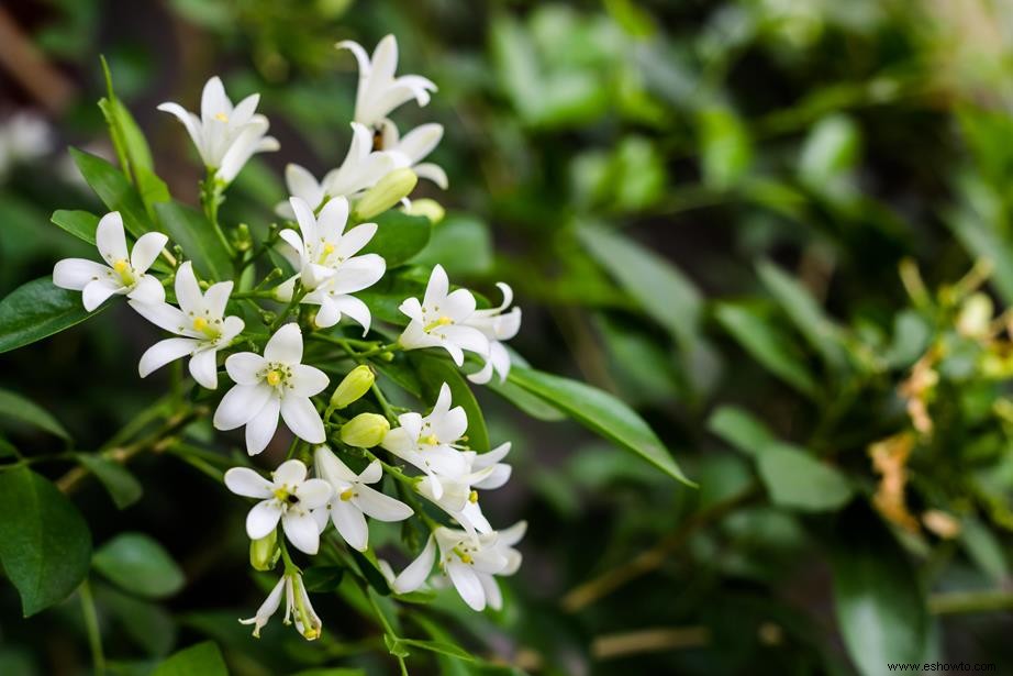 Las 5 mejores plantas para crear un seto para darle privacidad a su patio trasero 