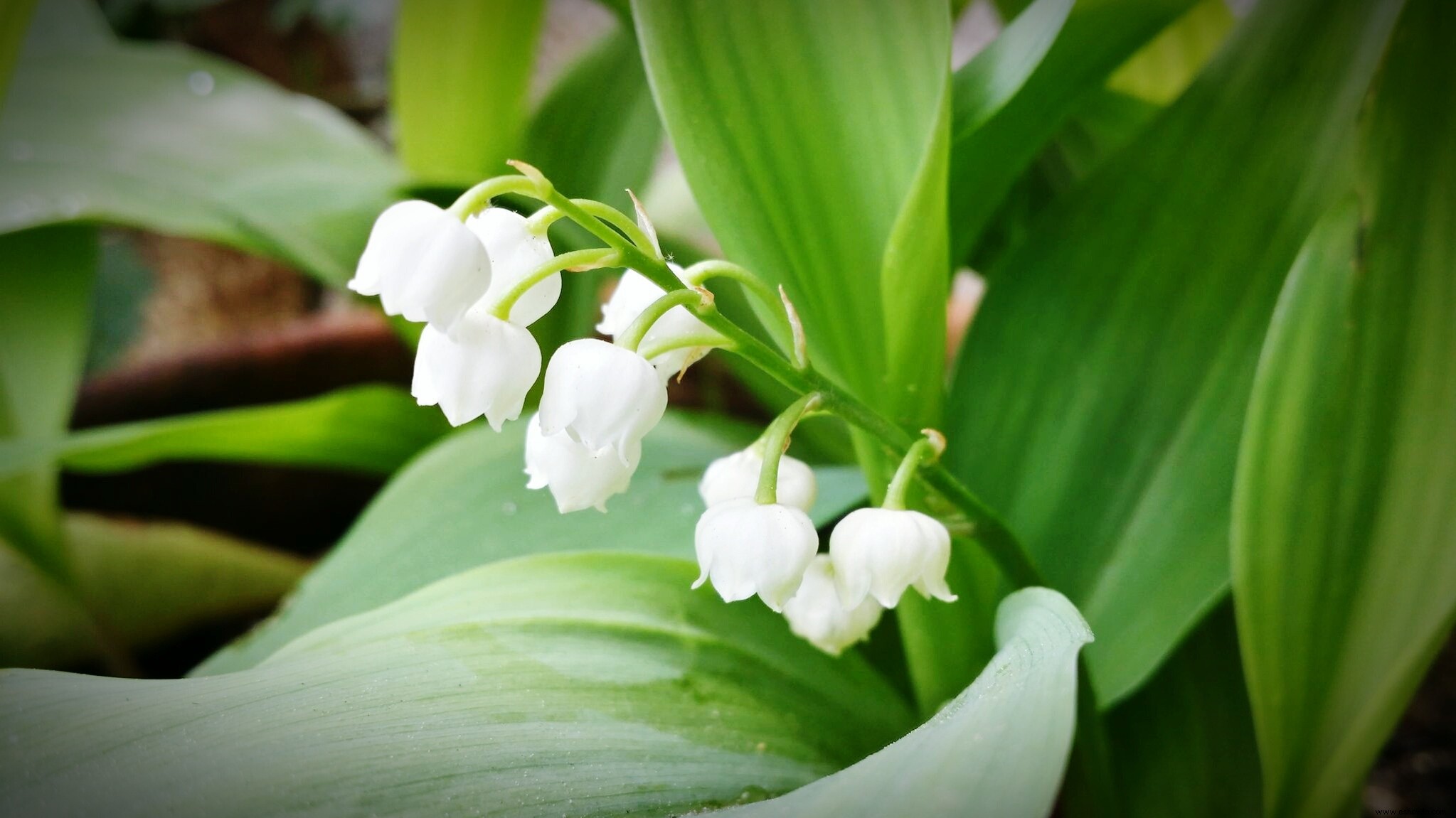 Lo que dice tu flor de nacimiento sobre ti 