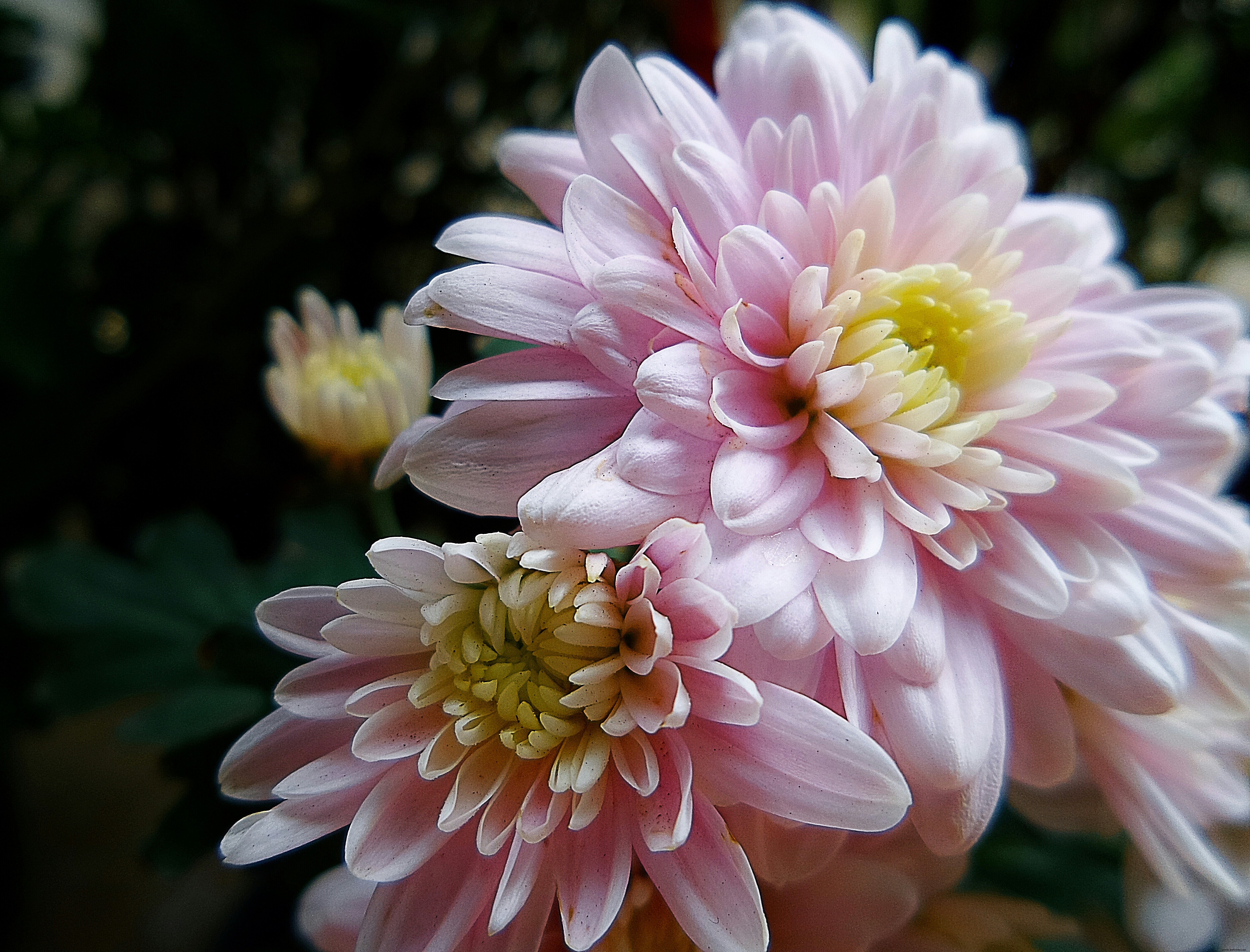 Lo que dice tu flor de nacimiento sobre ti 