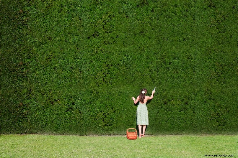 10 plantas de cobertura de rápido crecimiento que también son comestibles 