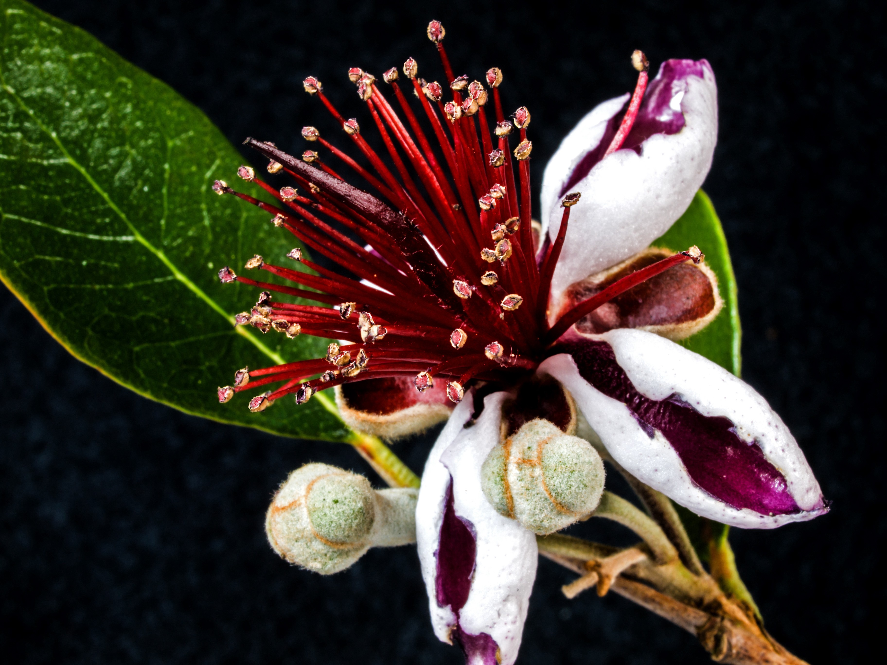 10 plantas de cobertura de rápido crecimiento que también son comestibles 