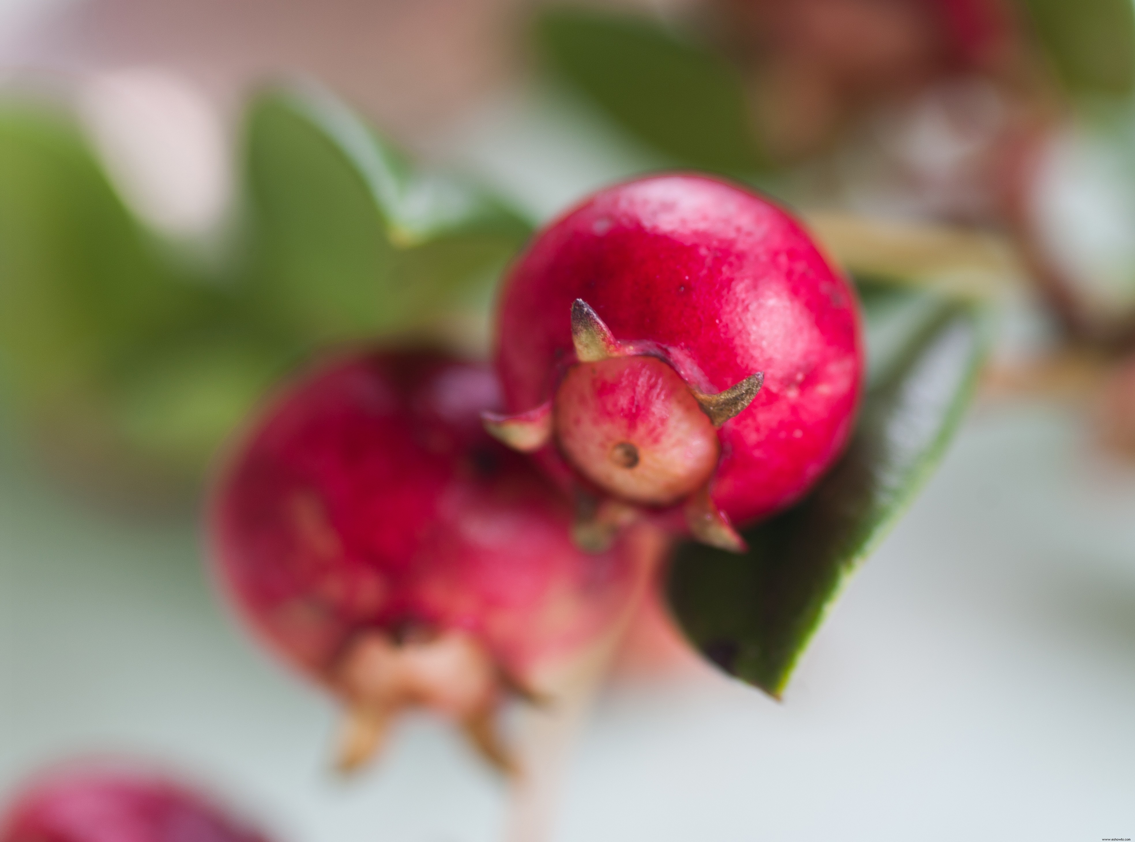 10 plantas de cobertura de rápido crecimiento que también son comestibles 