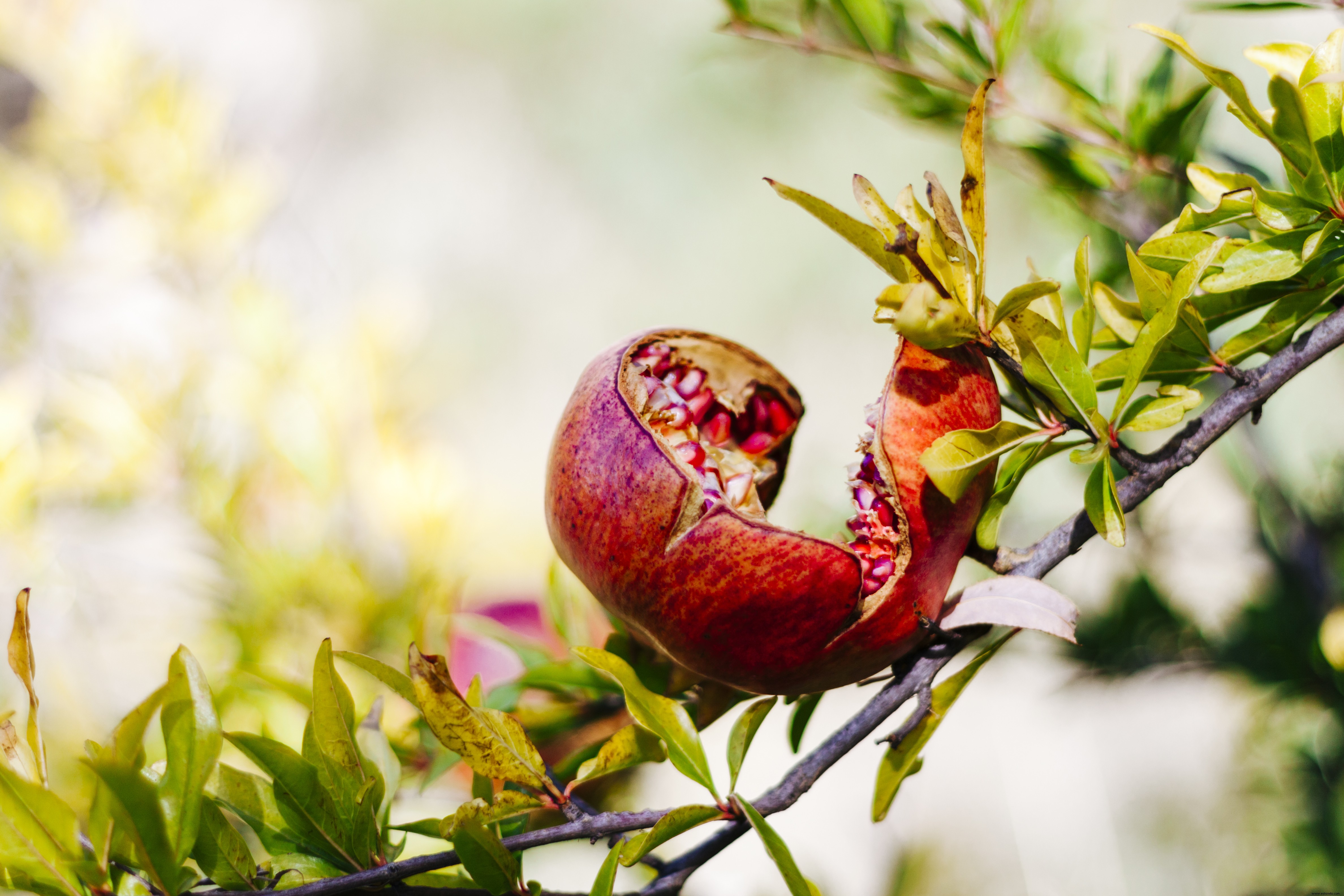 10 plantas de cobertura de rápido crecimiento que también son comestibles 