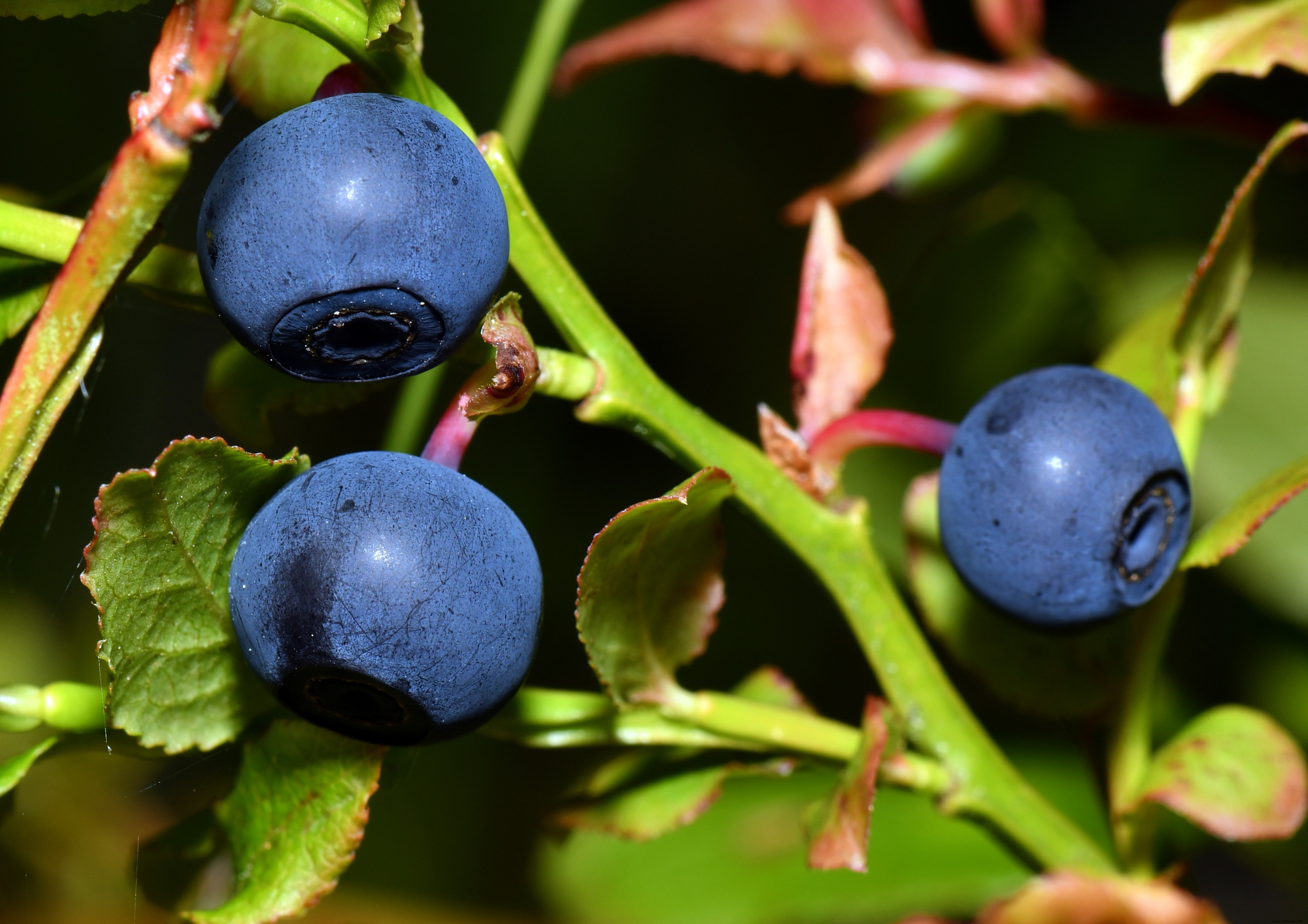 10 plantas de cobertura de rápido crecimiento que también son comestibles 