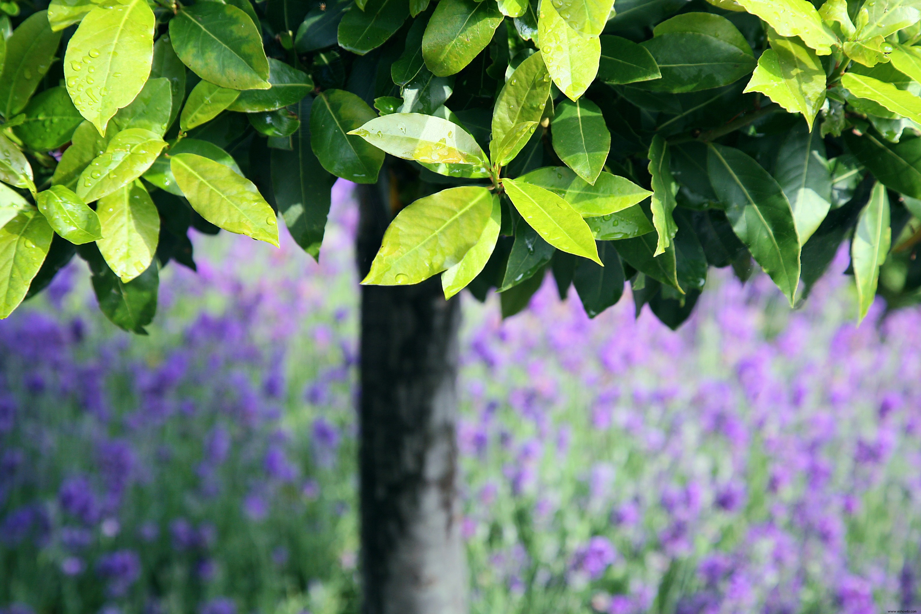 10 plantas de cobertura de rápido crecimiento que también son comestibles 