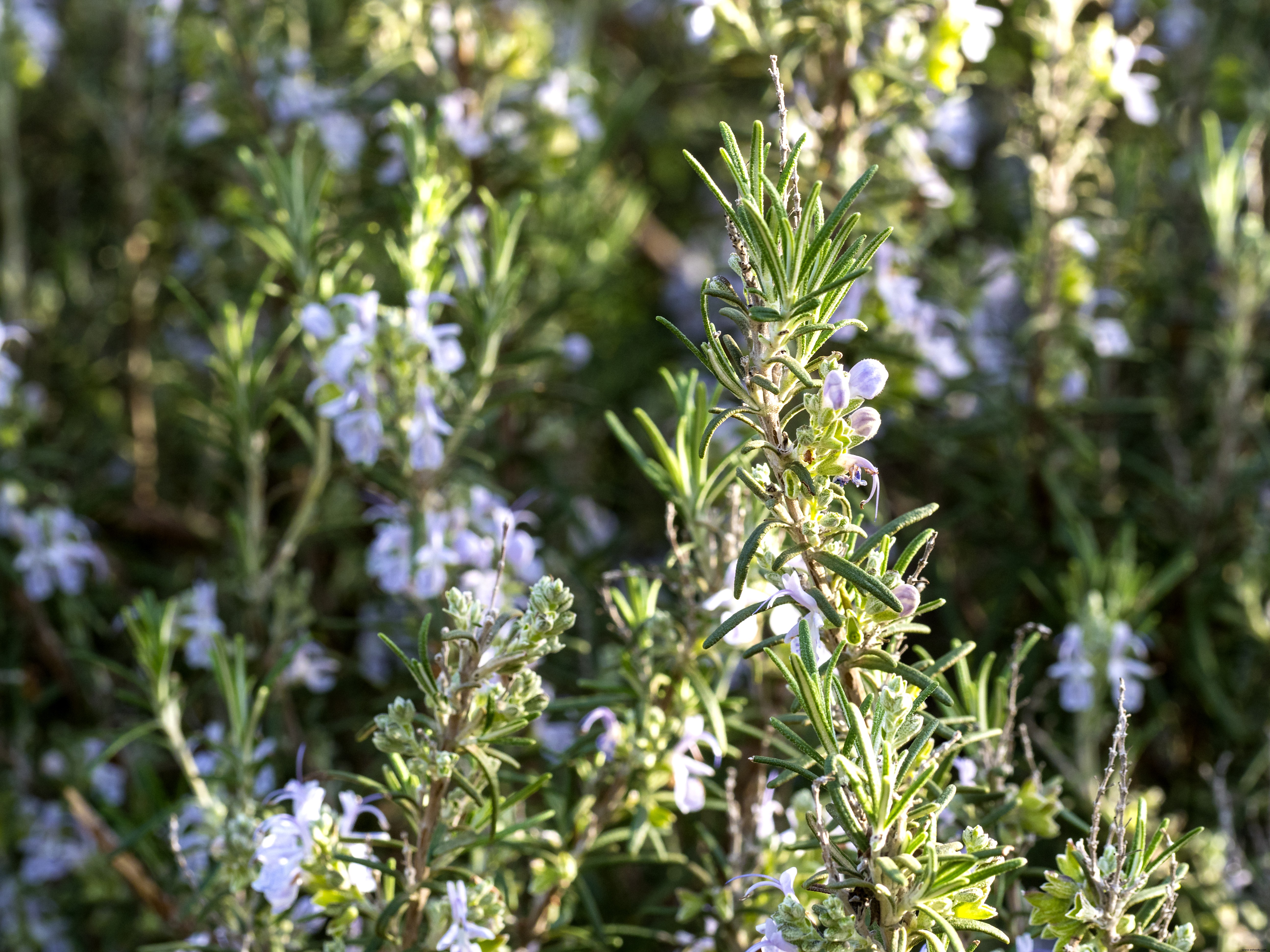 10 plantas de cobertura de rápido crecimiento que también son comestibles 