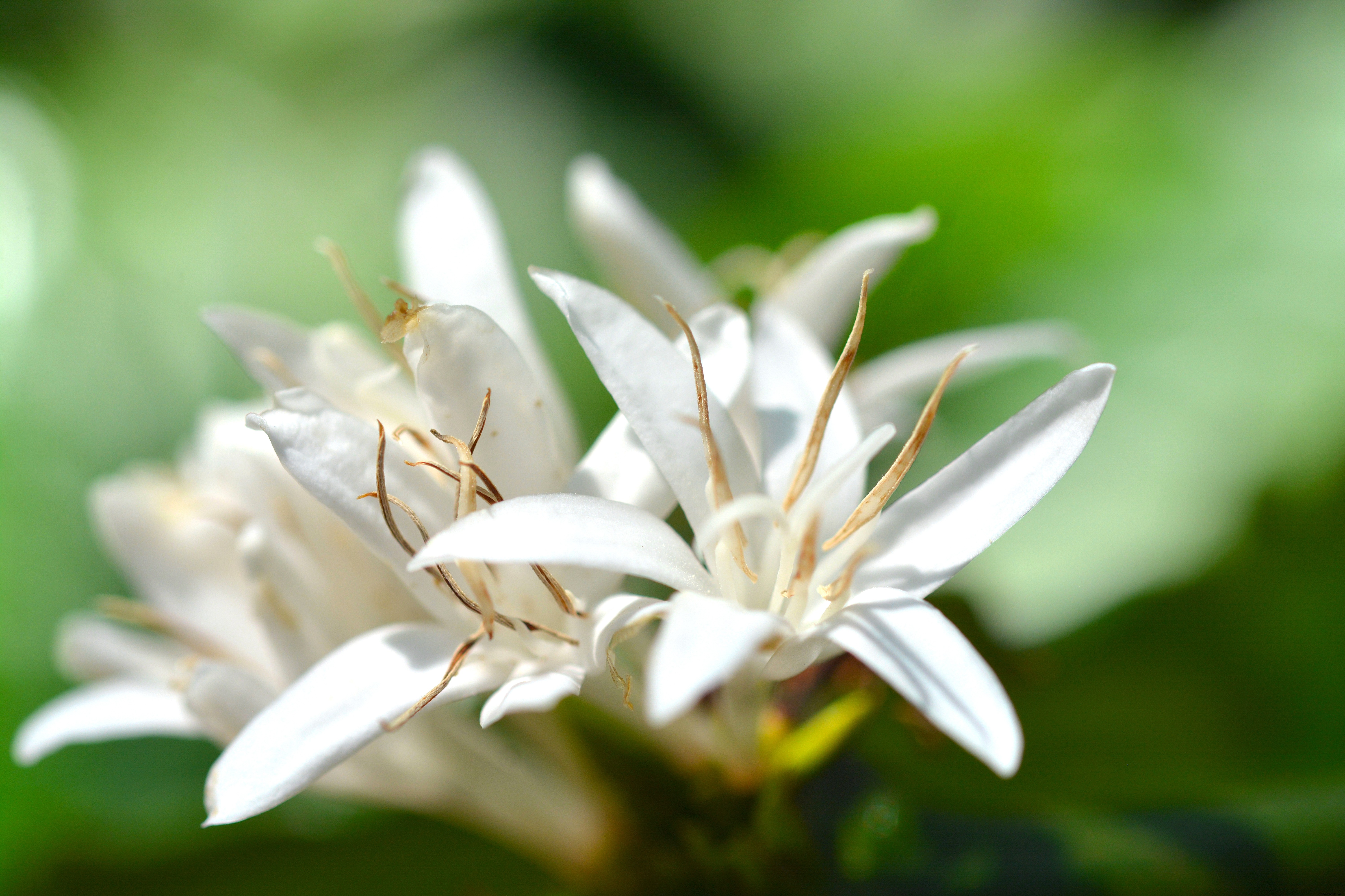 10 plantas de cobertura de rápido crecimiento que también son comestibles 