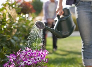 ¿Cuándo regar las plantas en verano? No a pleno sol: consejos de un experto botánico