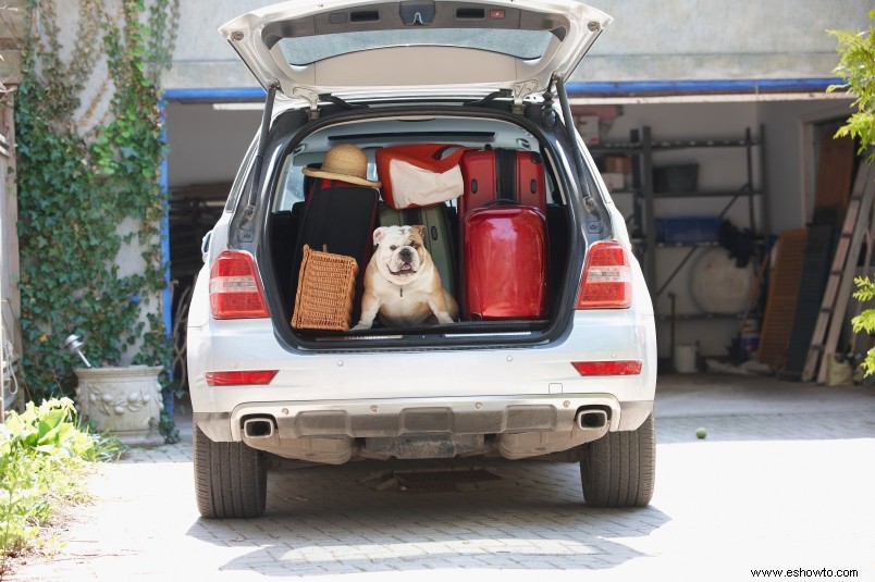 Los perros también necesitan botiquines de primeros auxilios:aquí le mostramos cómo preparar el suyo propio 