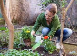 Por qué el mantillo es el mejor aliado de tu jardín este verano