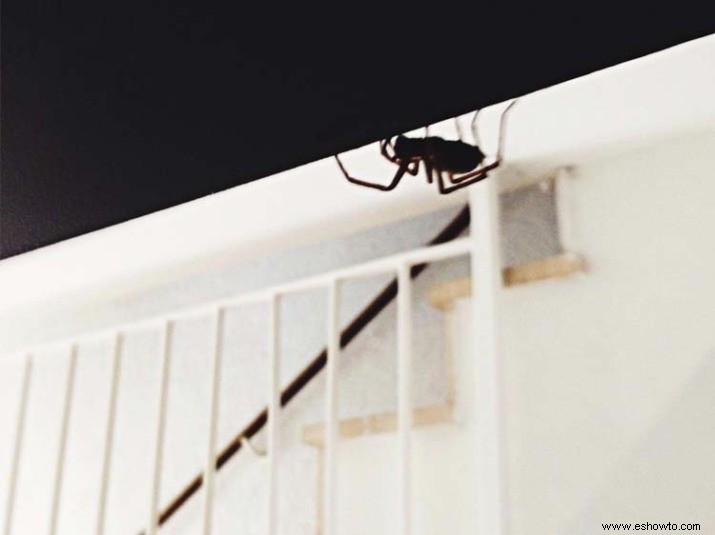 Es más probable que vea una araña en su casa por la noche, muestra una investigación, pero aquí le mostramos cómo prevenir un encuentro 