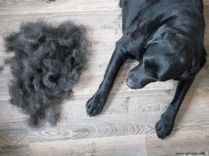 9 trucos de limpieza baratos y totalmente naturales para dueños de mascotas 