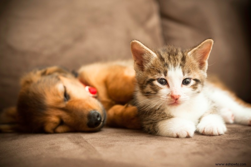 Cómo quitar el pelo de las mascotas de prácticamente cualquier superficie 