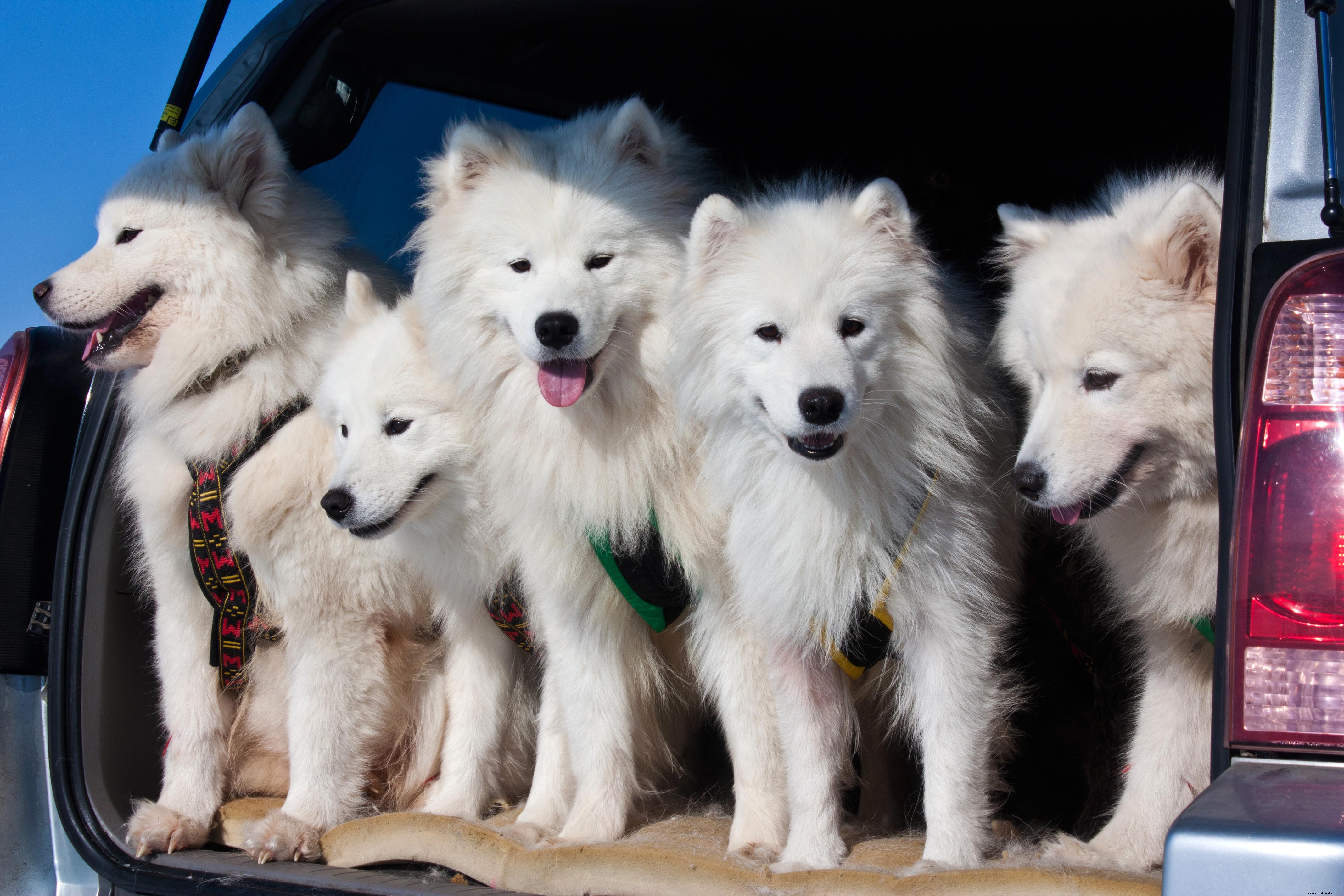 Cómo quitar el pelo de las mascotas de prácticamente cualquier superficie 