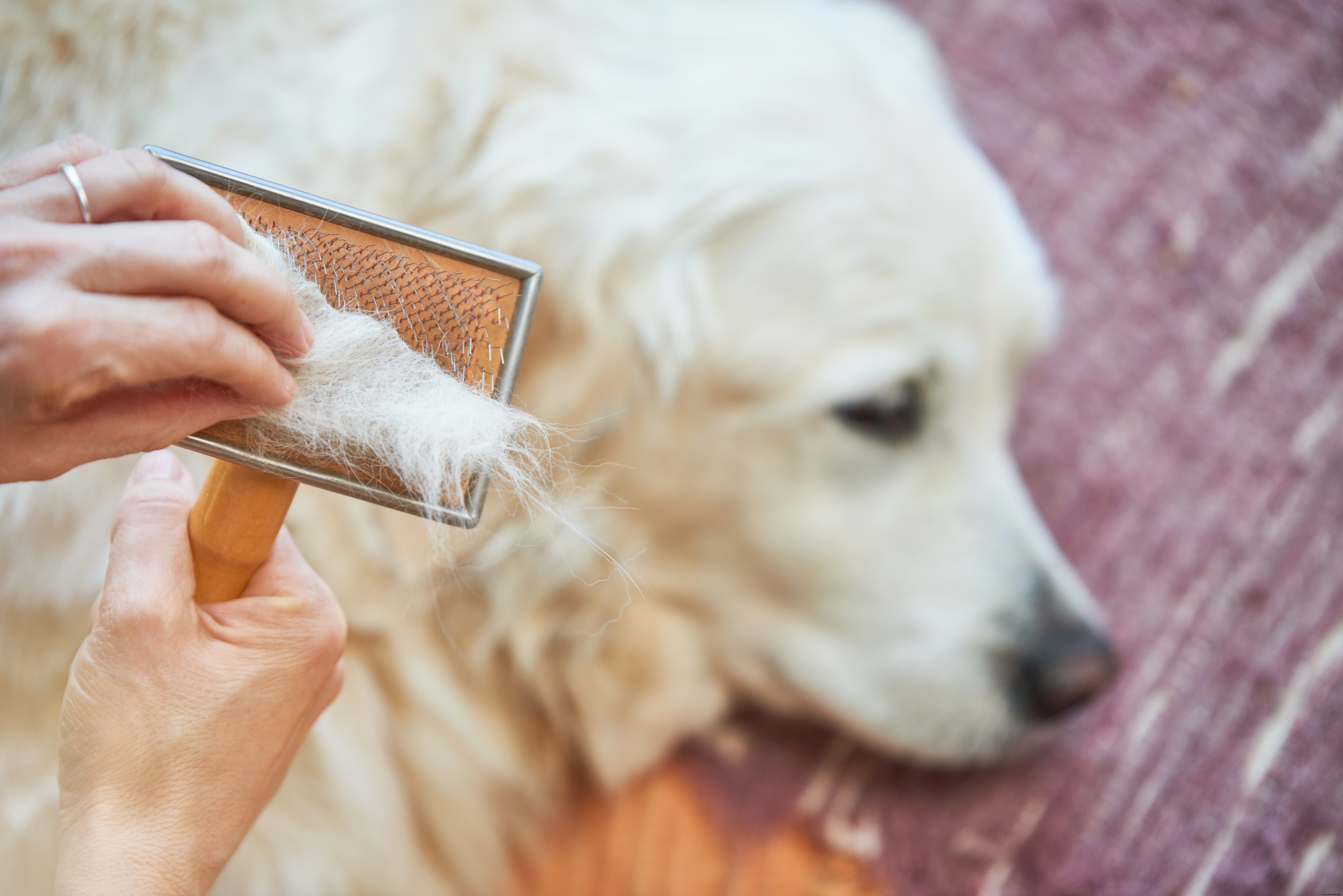 Cómo quitar el pelo de las mascotas de prácticamente cualquier superficie 
