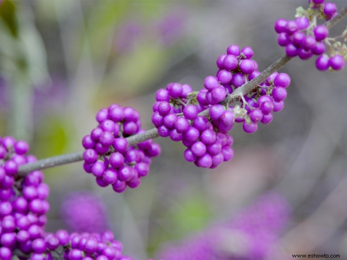 Plante arbustos de bayas hermosas para alegrar su jardín durante todo el invierno 