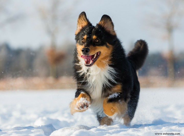 ¿Hace demasiado frío para pasear al perro? 