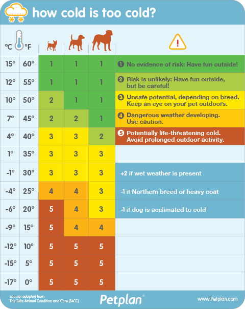 ¿Hace demasiado frío para pasear al perro? 