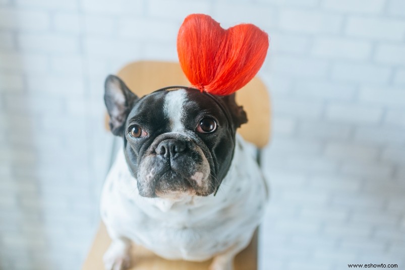 6 regalos que debes evitar este día de San Valentín para mantener segura a tu mascota 