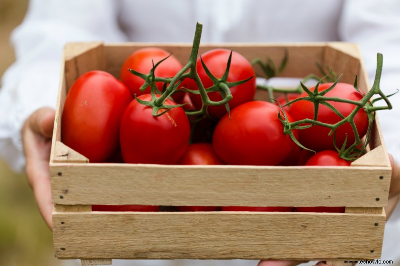 11 trucos para cultivar los tomates más grandes y jugosos del vecindario 