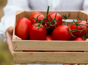 11 trucos expertos para cultivar los tomates más grandes y jugosos de tu jardín