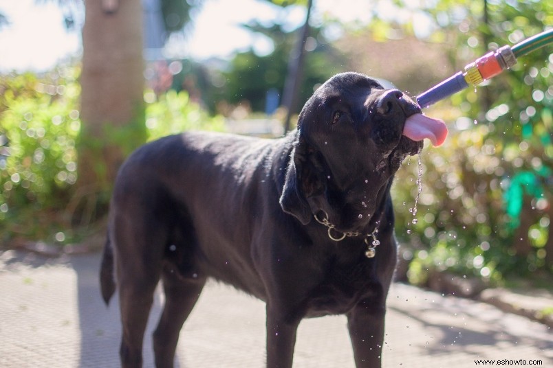 Este accesorio de jardín mantendrá a tu cachorro hidratado durante los días caninos del verano 