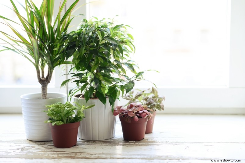 ¿Cantarles a las plantas realmente las ayuda a crecer? 