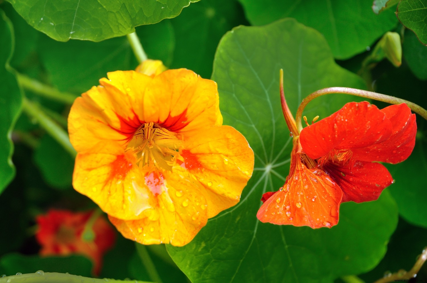 3 plantas repelentes de insectos que alegrarán tu jardín 