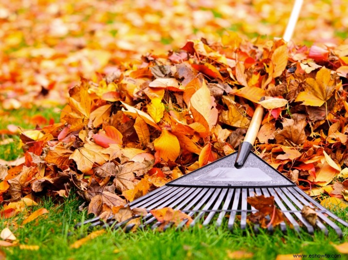 Por qué no debería molestarse en rastrillar las hojas este otoño 