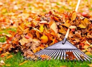 Por qué no deberías rastrillar las hojas este otoño: Beneficios para tu jardín