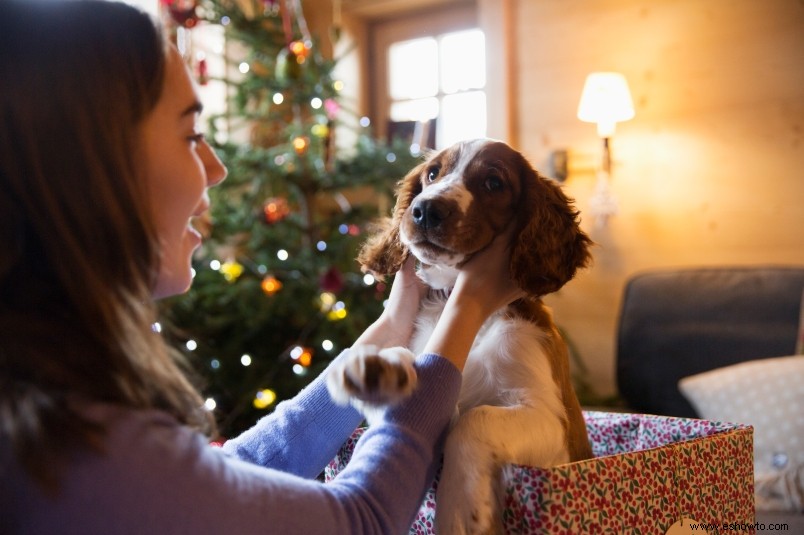 5 cosas en las que pensar antes de comprar una mascota en estas fiestas 