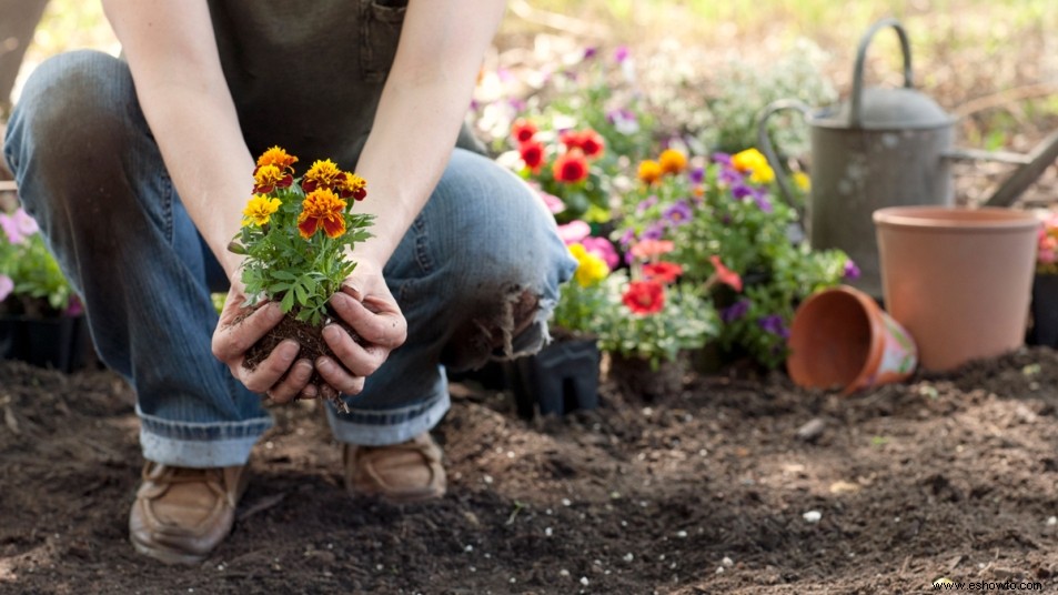 6 plantas que debes tener en tu jardín para protegerte de los molestos mosquitos 