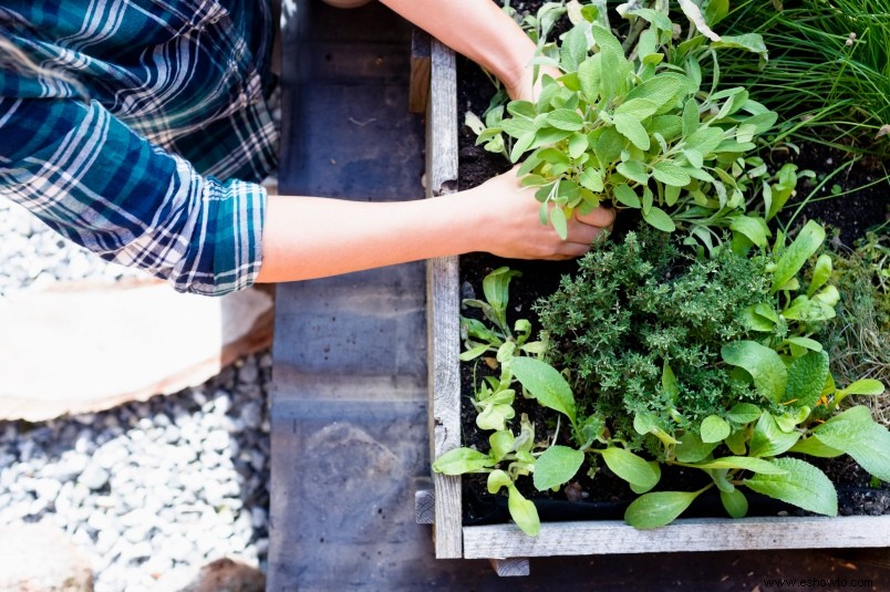 Las 10 mejores hierbas para cultivar en tu jardín 