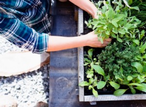 Las 10 mejores hierbas para cultivar en tu jardín 