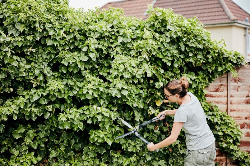 Todo lo que necesita saber sobre la poda de sus plantas esta primavera 