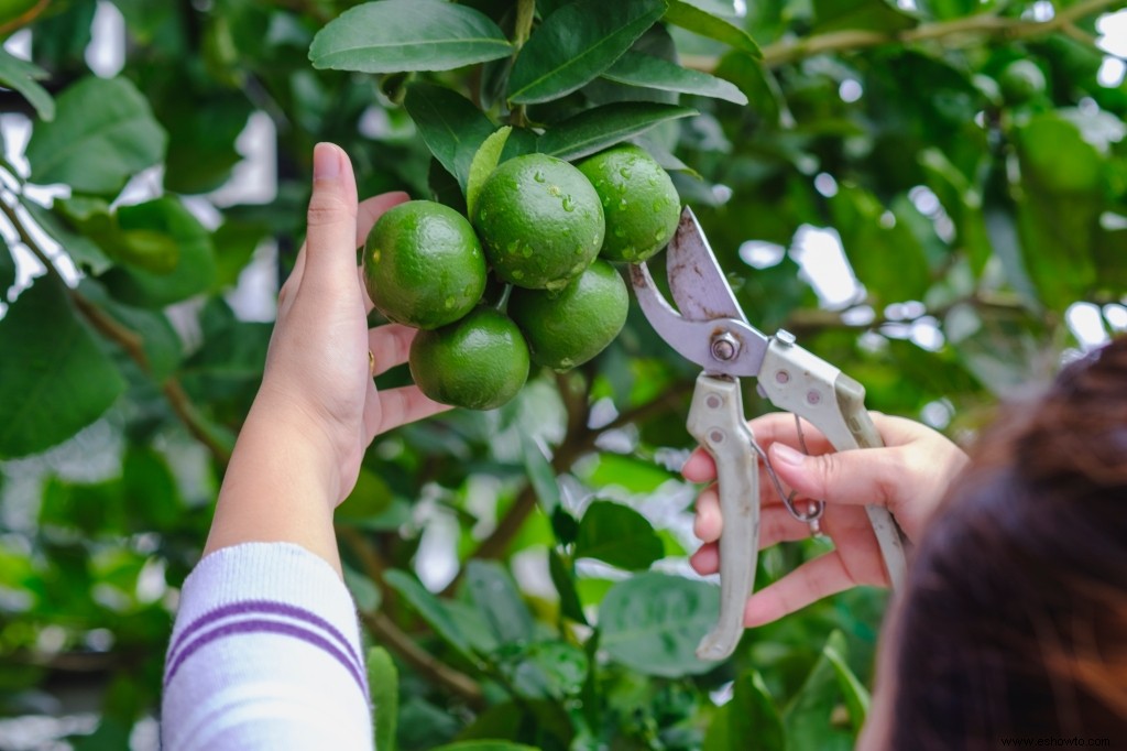 Todo lo que necesita saber sobre la poda de sus plantas esta primavera 