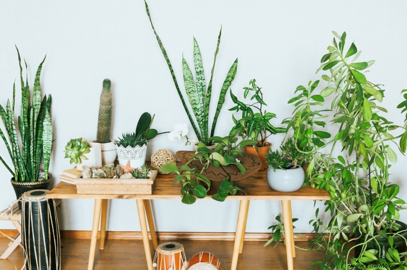 7 grandes plantas frondosas de interior que darán vida a tu hogar 